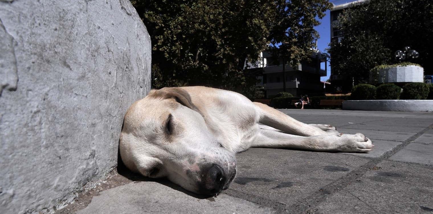 Κτηνωδία στον Βόλο: Σκότωσαν πέντε σκυλάκια - Μάχη για τη ζωή τους δίνουν ακόμη δύο