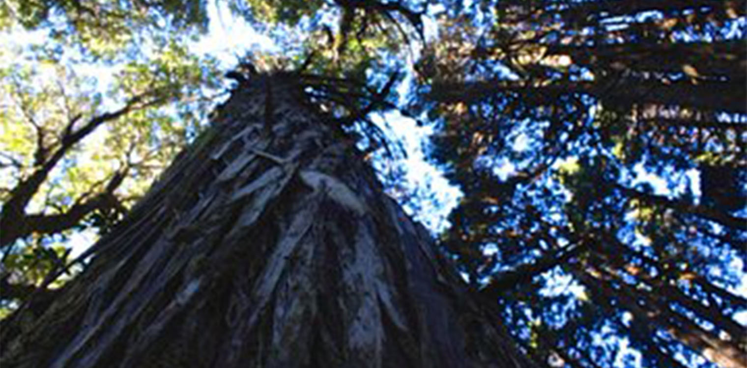 Στη Χιλή ανακάλυψαν οι επιστήμονες δέντρο που έχει ζωή περισσότερα από 5000 έτη