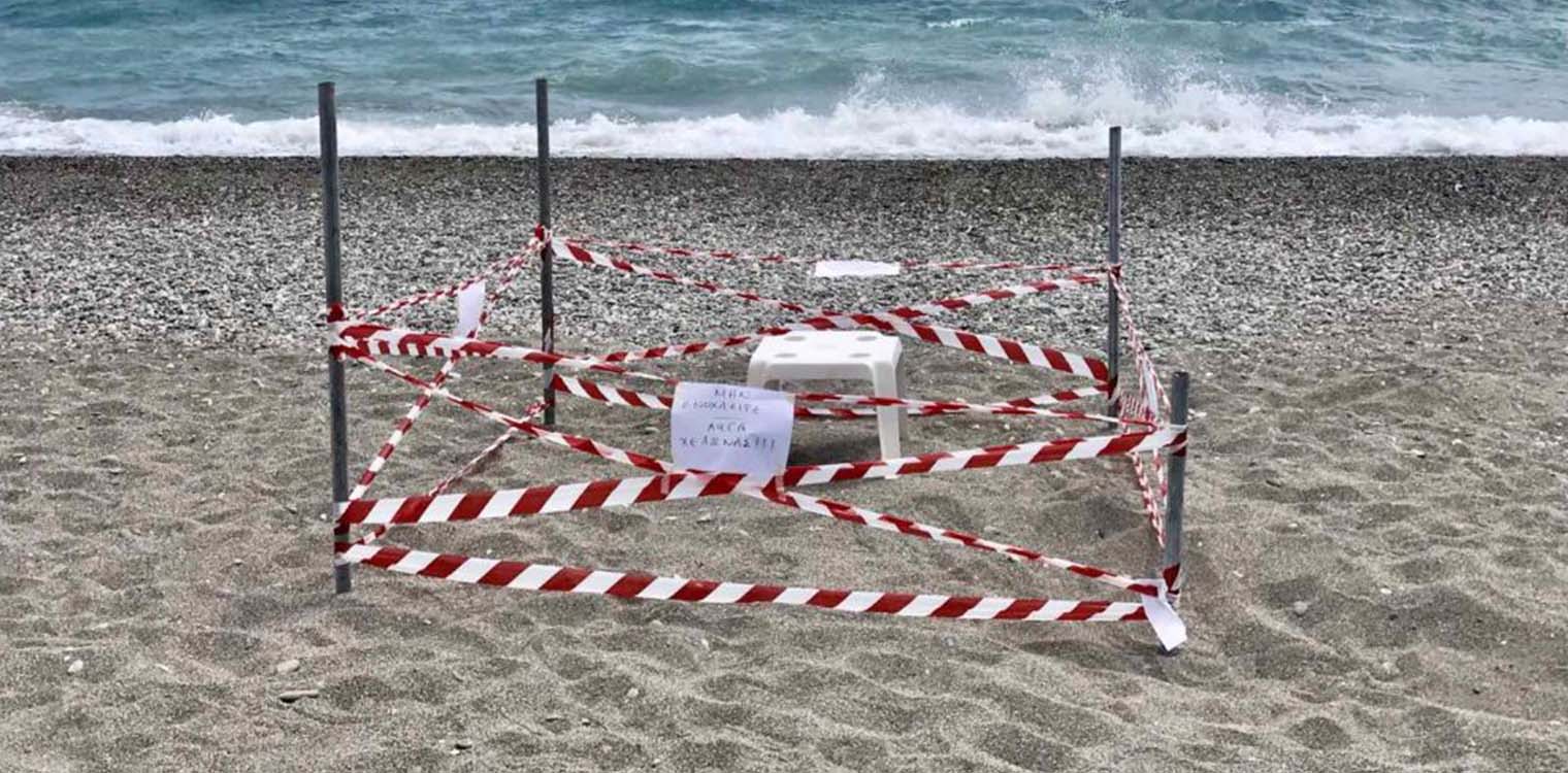 Καλαμάτα: Εντοπίστηκε η πρώτη φωλιά καρέτα καρέτα για φέτος