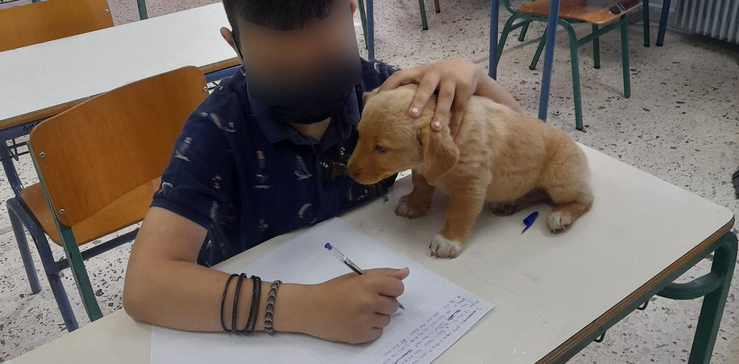 3ο Γυμνάσιο Αμαλιάδας: Οι μαθητές έδωσαν εξετάσεις παρέα με τον Bobo - Το "φιλοζωϊκό" project που αγκάλιασε η εκπαιδευτική κοινότητα