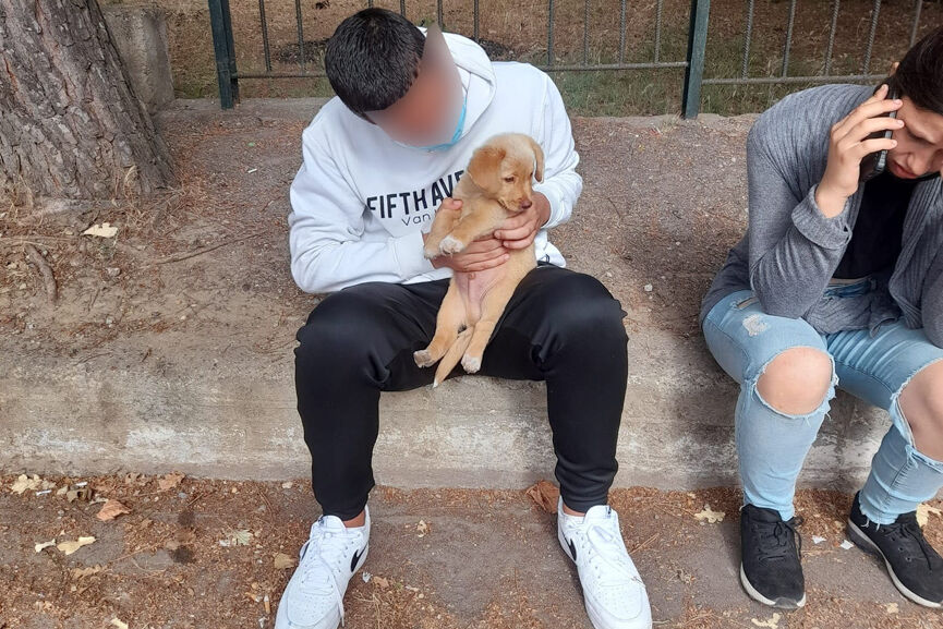 puppy 11