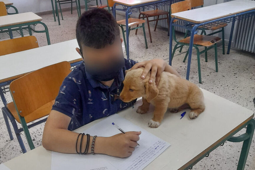 puppy 2