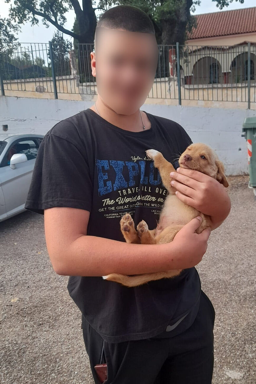 puppy 6