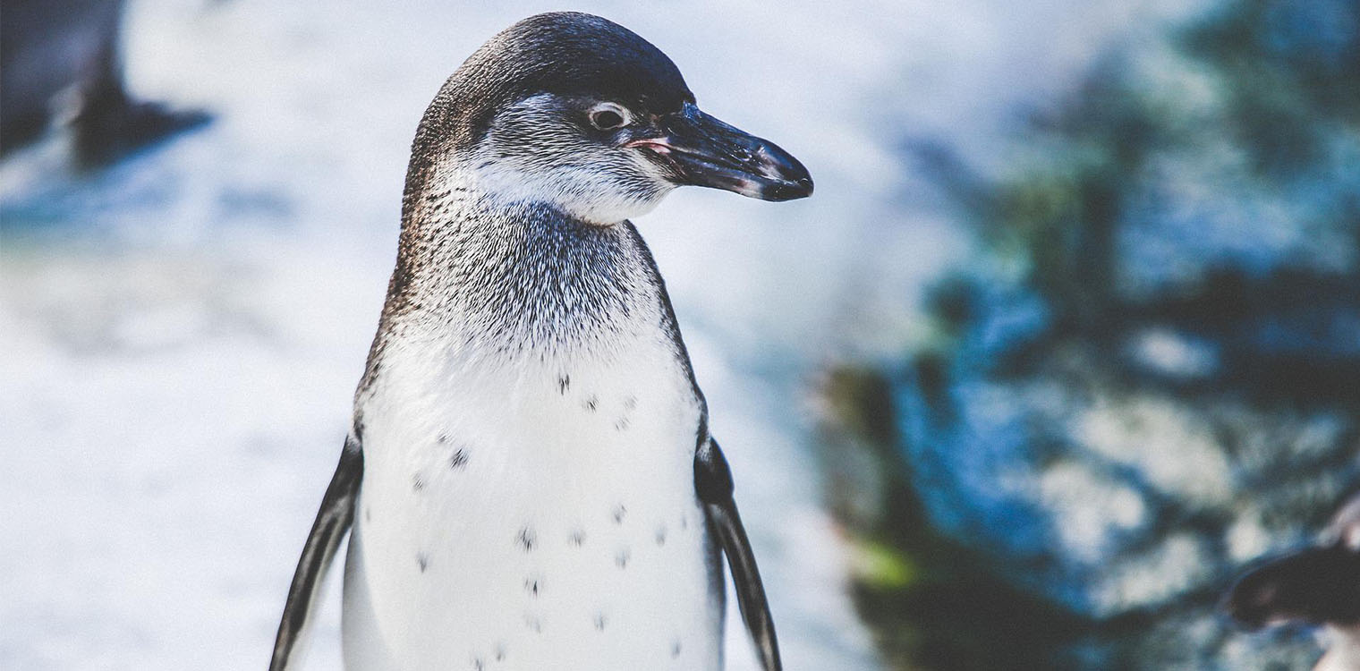 Μικροί μπλε πιγκουίνοι ξεβράζονται νεκροί στις ακτές της Νέας Ζηλανδίας λόγω -και- της κλιματικής αλλαγής