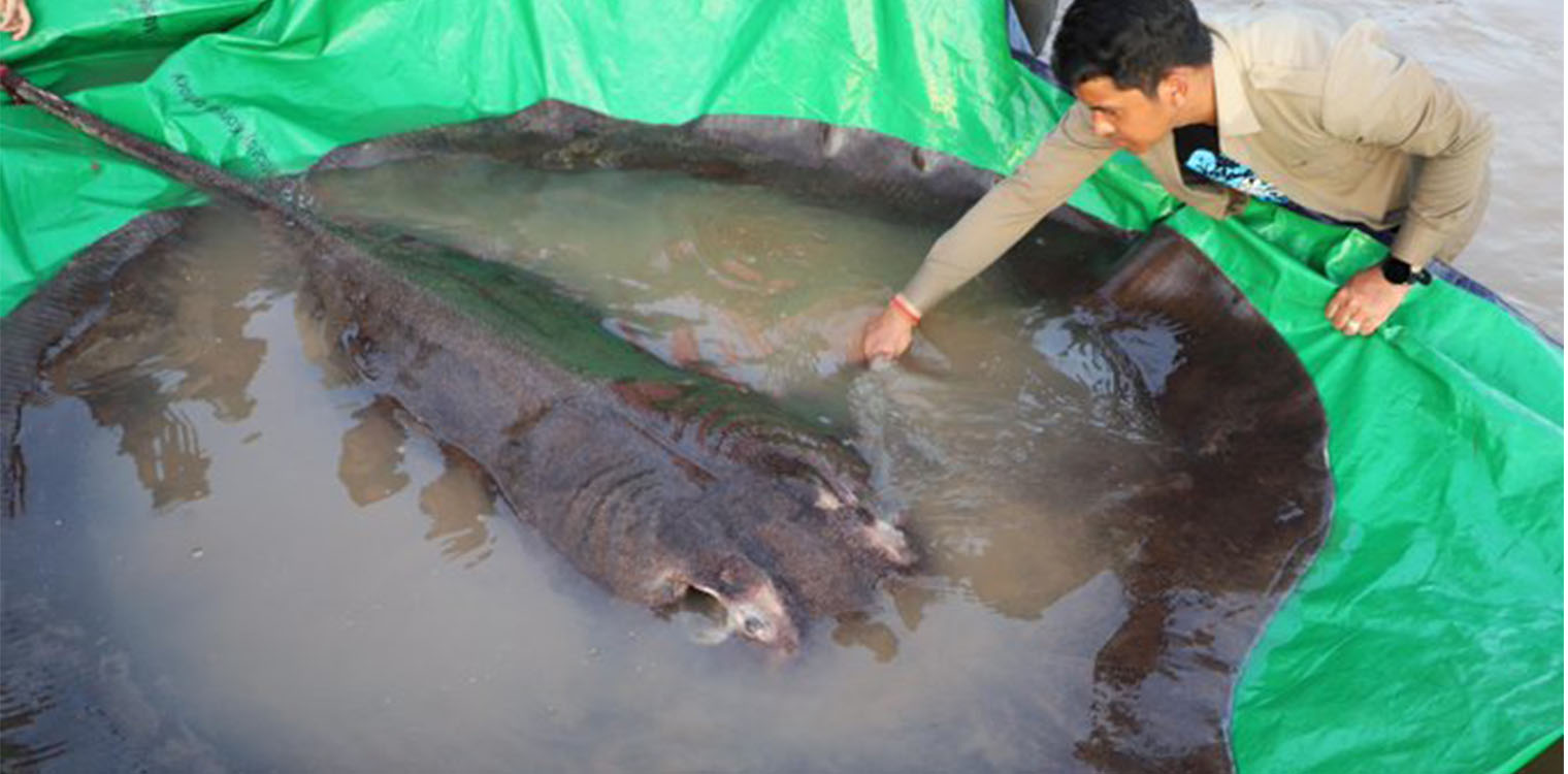 Καμπότζη: Σαλάχι βάρους 300 κιλών πιάστηκε στον ποταμό Μεκόνγκ - Είναι το μεγαλύτερο ψάρι του γλυκού νερού που έχει καταγραφεί