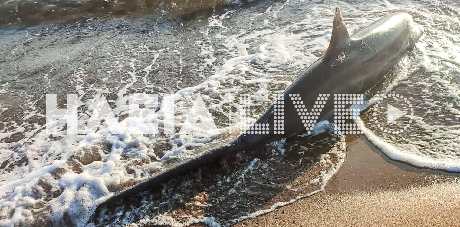 Ζαχάρω: Αναστάτωση για καρχαριοειδές που ξέβρασε η θάλασσα - Πιθανότατα πρόκειται για "αλεπού"