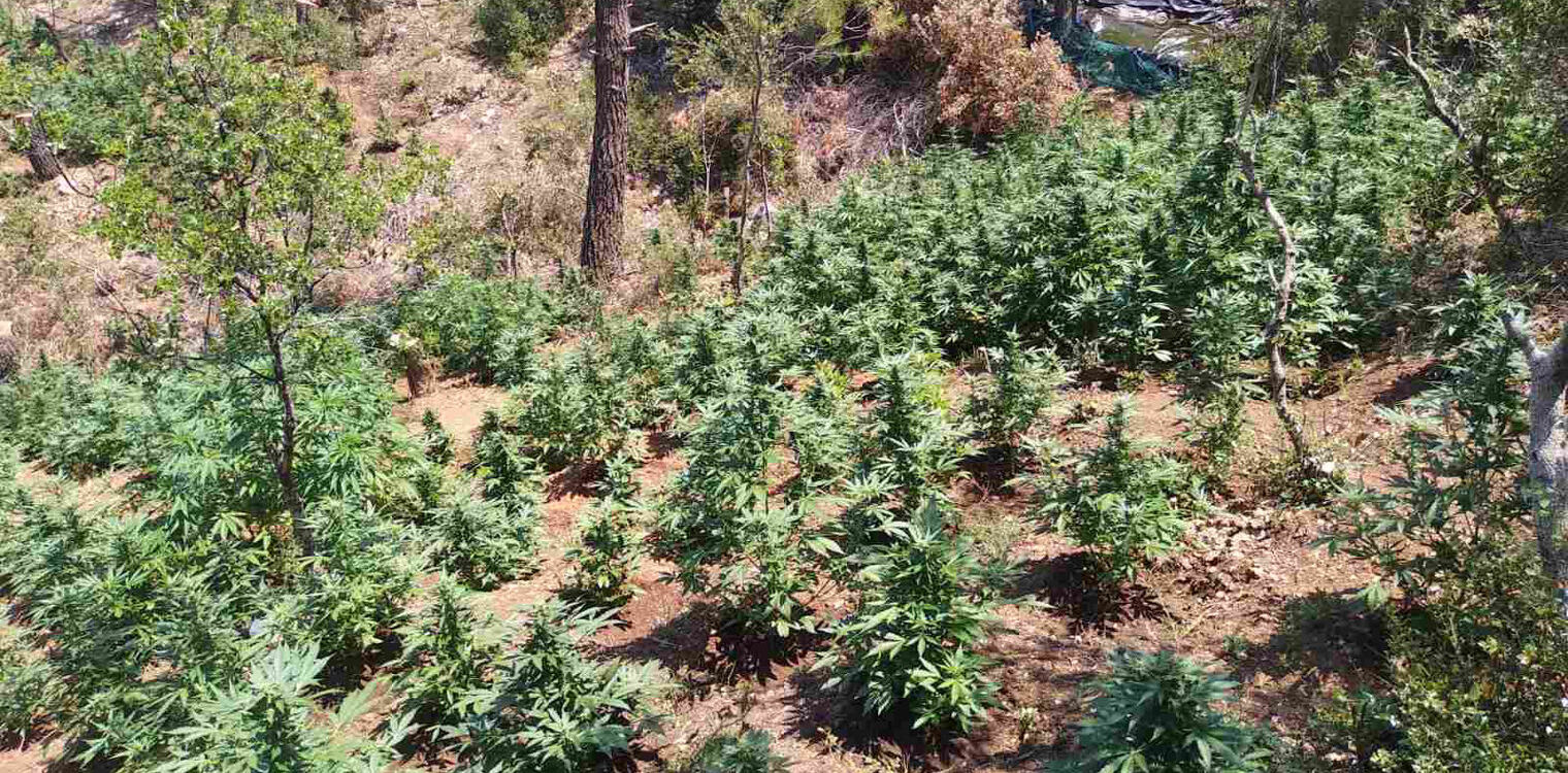 Κορινθία: Εντοπίστηκε οργανωμένη φυτεία δενδρυλλίων κάνναβης από την Δίωξη Ναρκωτικών Πάτρας 