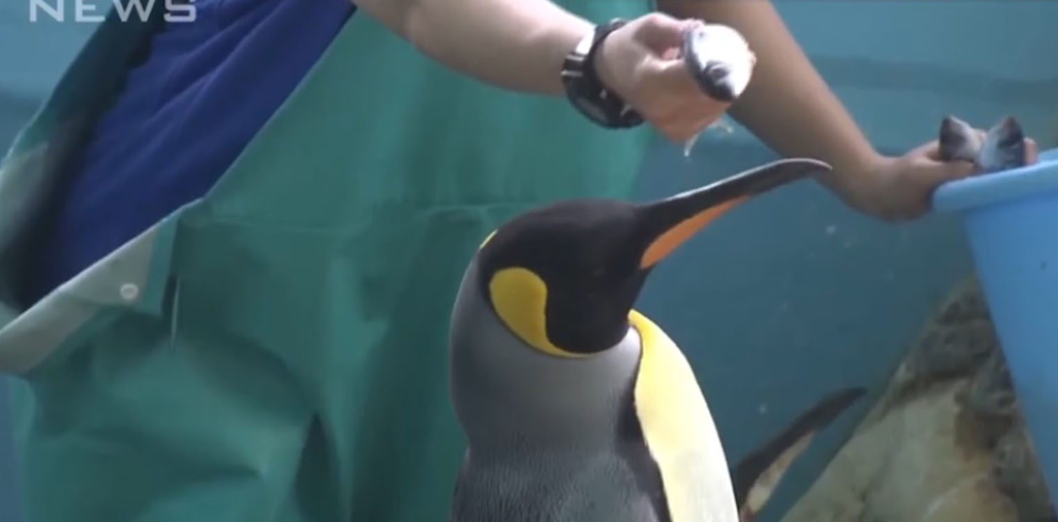 Ιαπωνία: Πιγκουίνοι σε ενυδρείο «σνομπάρουν» τη φθηνότερη τροφή που τους δίνουν λόγω πληθωρισμού