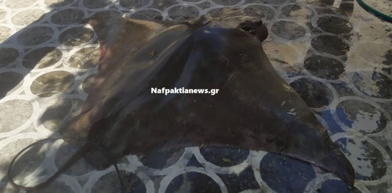 Ναύπακτος: Σαλάχι 120 κιλά έβγαλε με τα δίχτυα του ψαράς