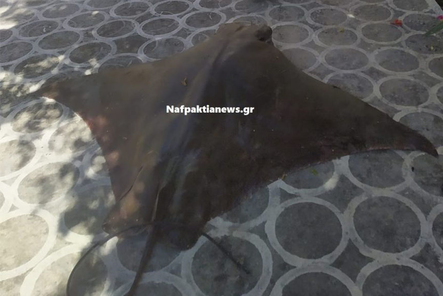 salaxi nafpaktos 2