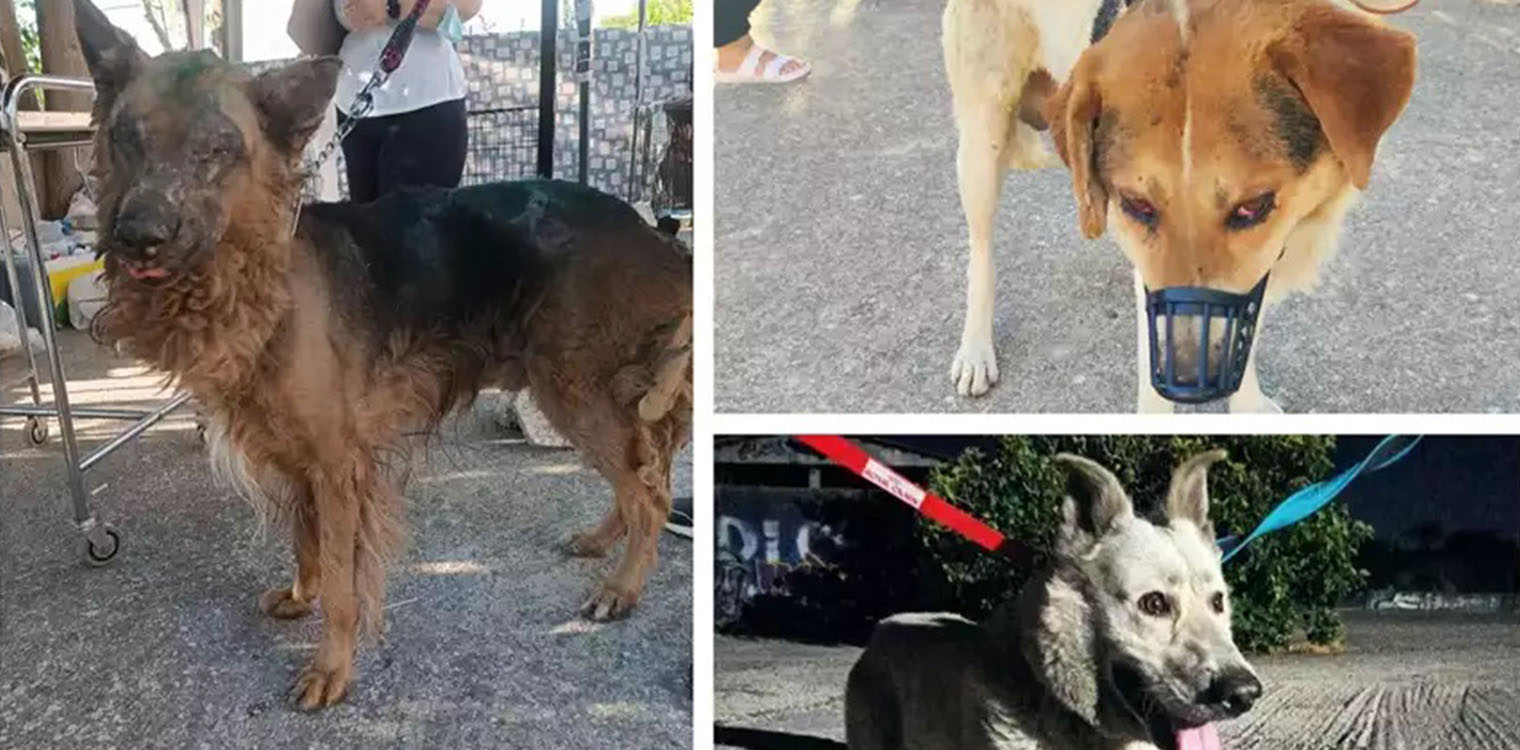 Πέταξαν πέτρες σε φιλόζωους στον σταθμό πυρόπληκτων ζώων στο Γαλάτσι - Ισχυρή αστυνομική δύναμη στη σημείο