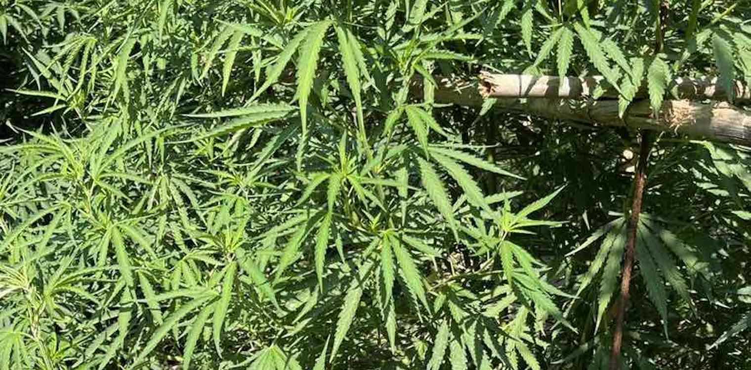 Ορεινή Αχαΐα: Συνελήφθη στα πράσα για καλλιέργεια ναρκωτικών