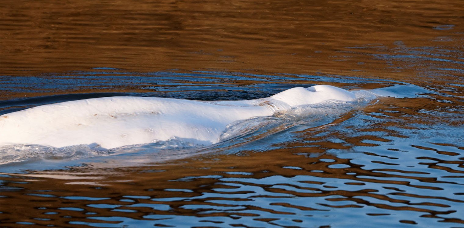Γαλλία: Πέθανε η φάλαινα Μπελούγκα που διεσώθη από τον Σηκουάνα - Της έκαναν ευθανασία
