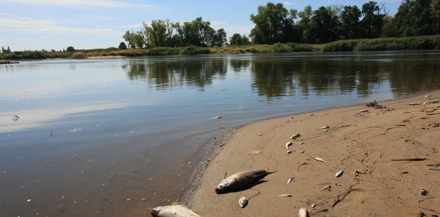 Άγνωστη τοξική ουσία η αιτία για τον μαζικό θάνατο ψαριών σε ποταμό που διασχίζει Πολωνία - Γερμανία