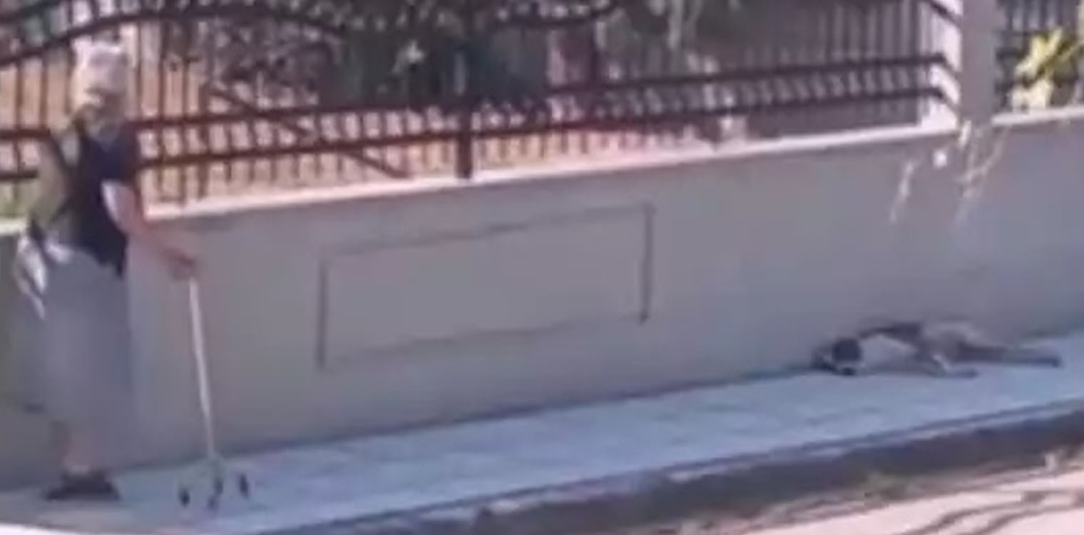 Θεσσαλονίκη: Σχηματίστηκε δικογραφία σε βάρος της 75χρονης που καταγράφηκε σε βίντεο να χτυπά αδέσποτο σκύλο