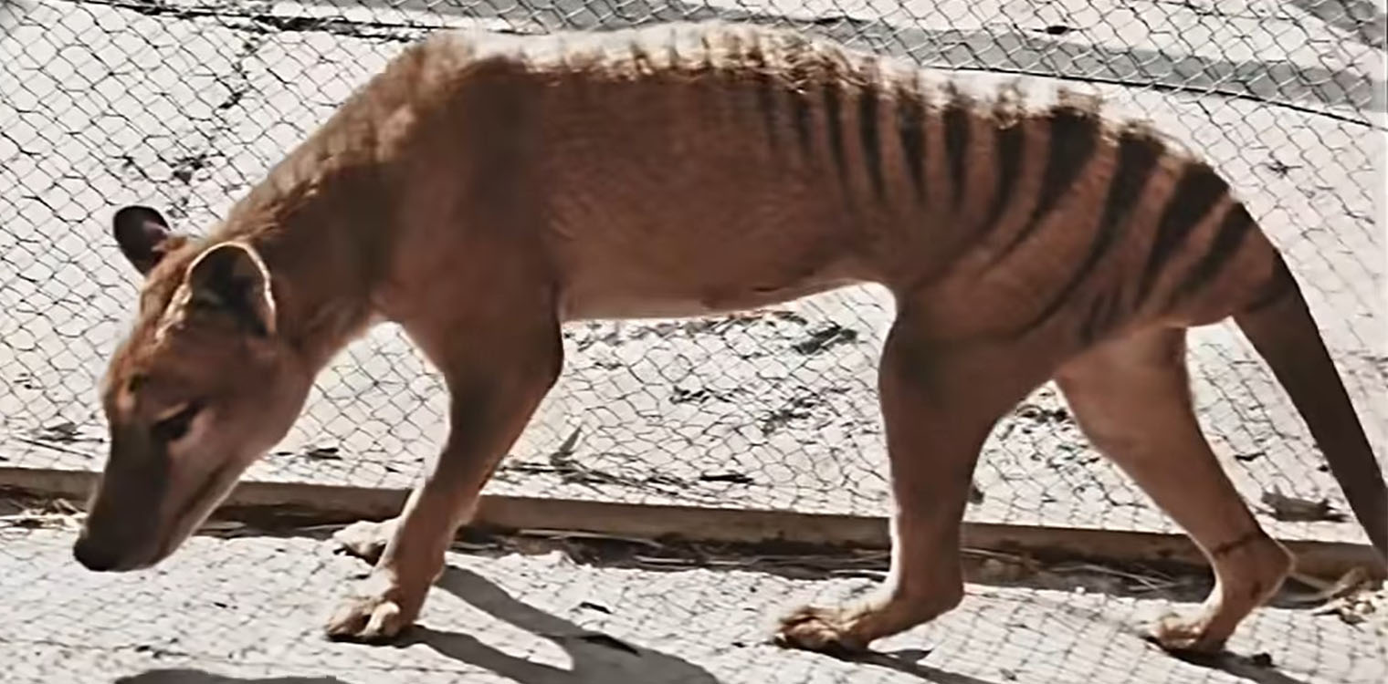 Τίγρη της Τασμανίας: Επιστήμονες σχεδιάζουν να επαναφέρουν στη ζωή το εξαφανισμένο είδος 