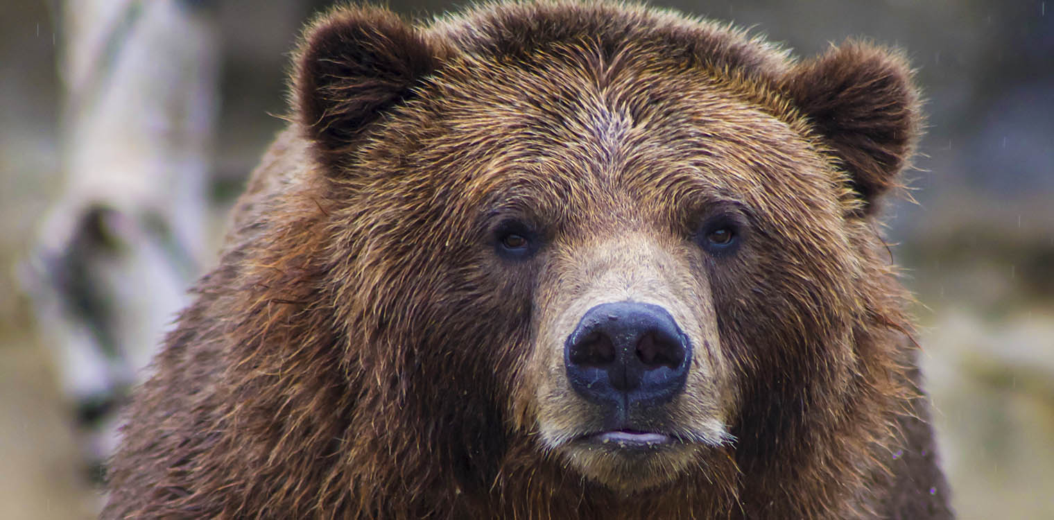ΥΠΕΝ: Διερεύνηση των περιστατικών θανάτωσης τριών αρκούδων στη Φλώρινα 