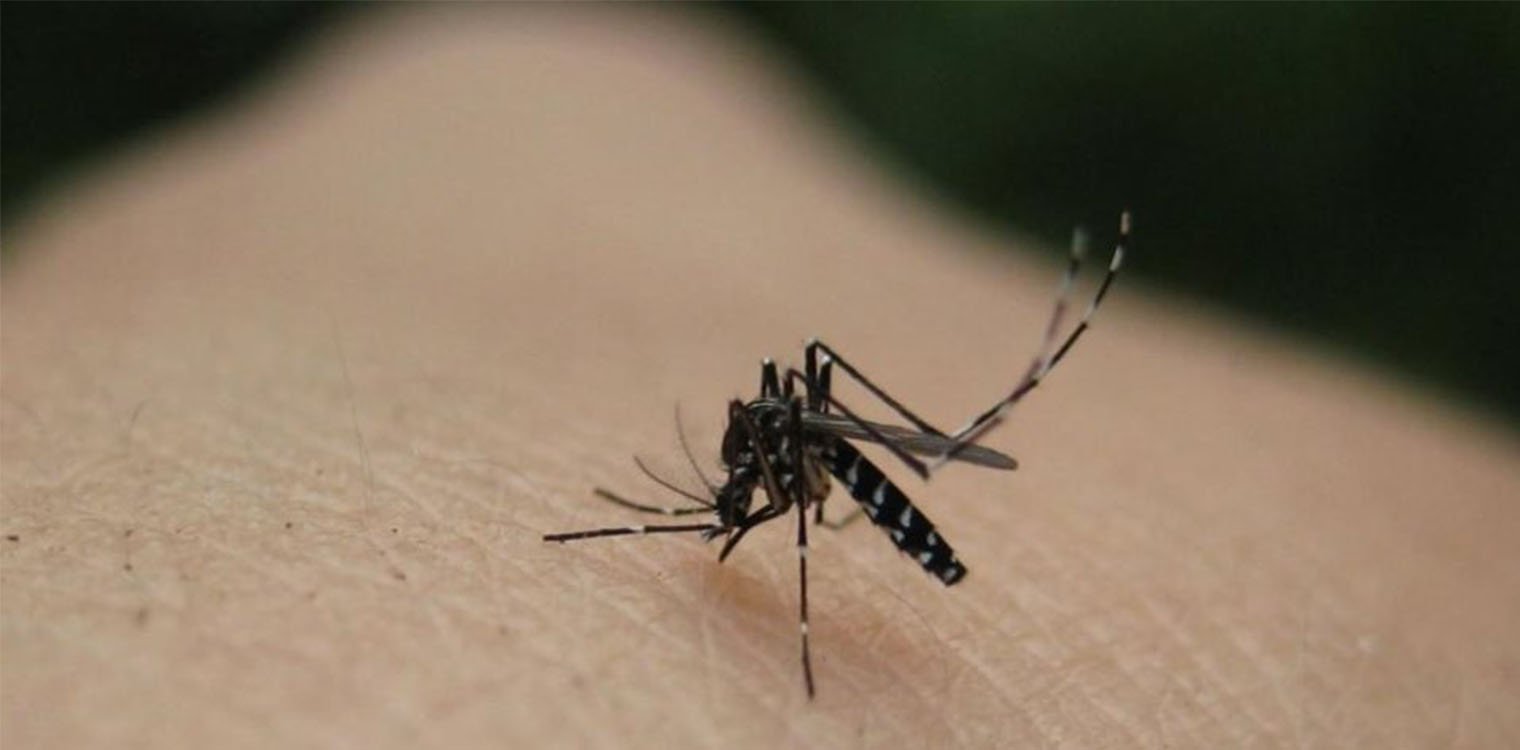 Κουνούπια: Γιατί τους αρέσει και πώς μας πίνουν το αίμα - Οι επιστήμονες μόλις βρήκαν την εξήγηση