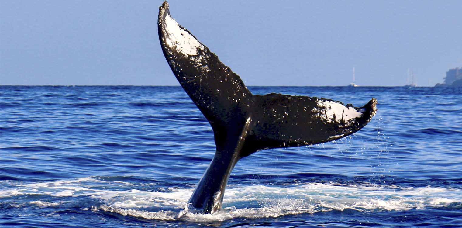 Καναδάς: Φάλαινα αιφνιδιάζει οικογένεια που κάνει καγιάκ (video)