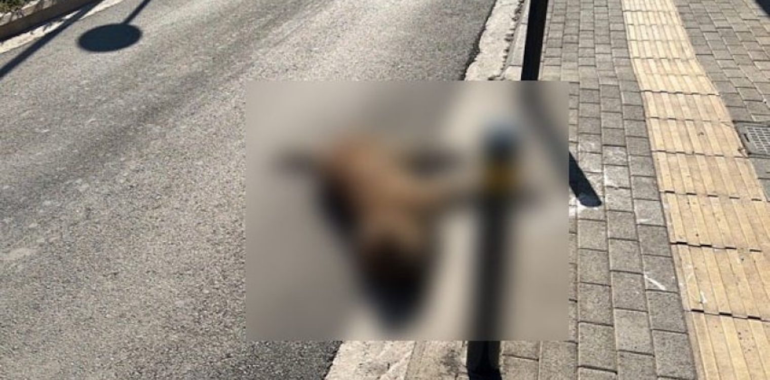 Σοκ σε χωριό της Δυτικής Ελλάδας: Αυτοδιοικητικός έκανε αναστροφή, πήρε παραμάζωμα σκύλο και έφυγε