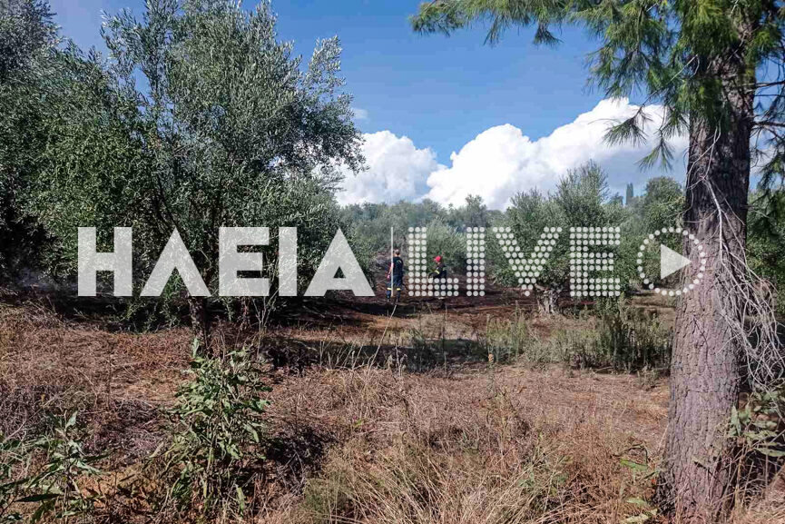 fotia salmoni 2