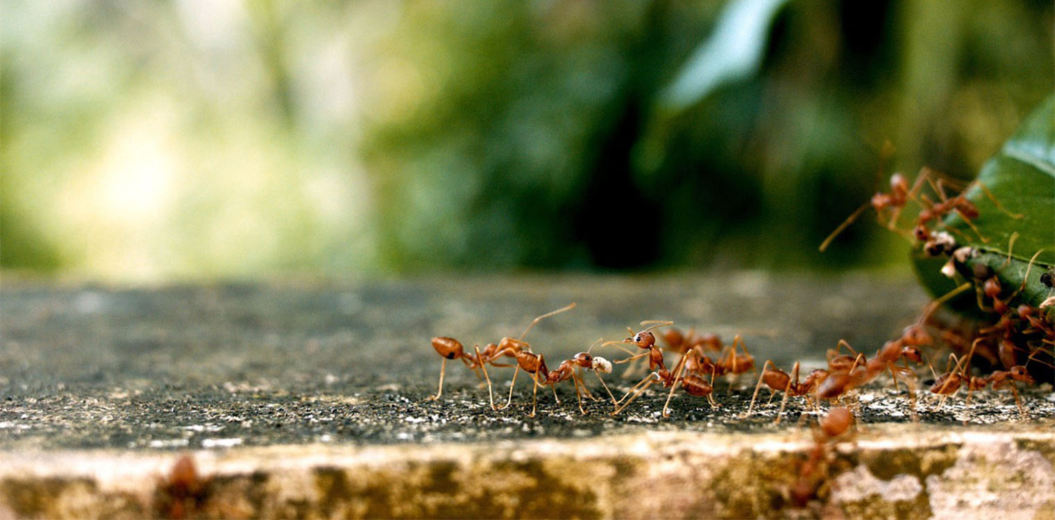 Τελικά πόσα μυρμήγκια υπάρχουν στη Γη; - Βρέθηκε τρόπος να μετρηθούν