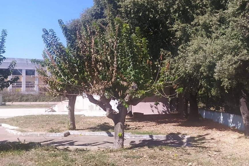 dimos mouries skath 5