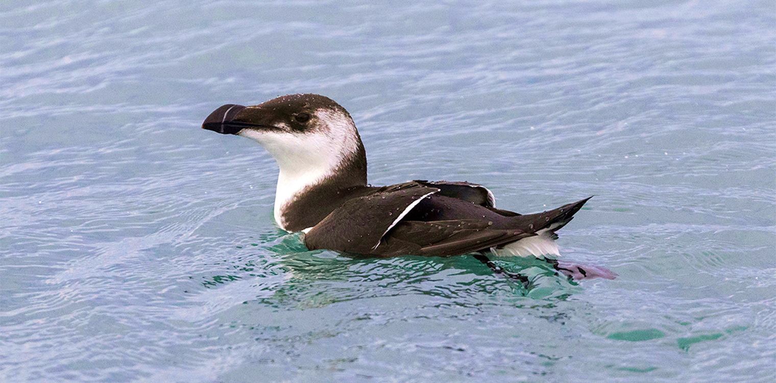 Κυπαρισσία: Θαλασσοδαρμένος «πιγκουίνος» ναυάγησε στο Ιόνιο