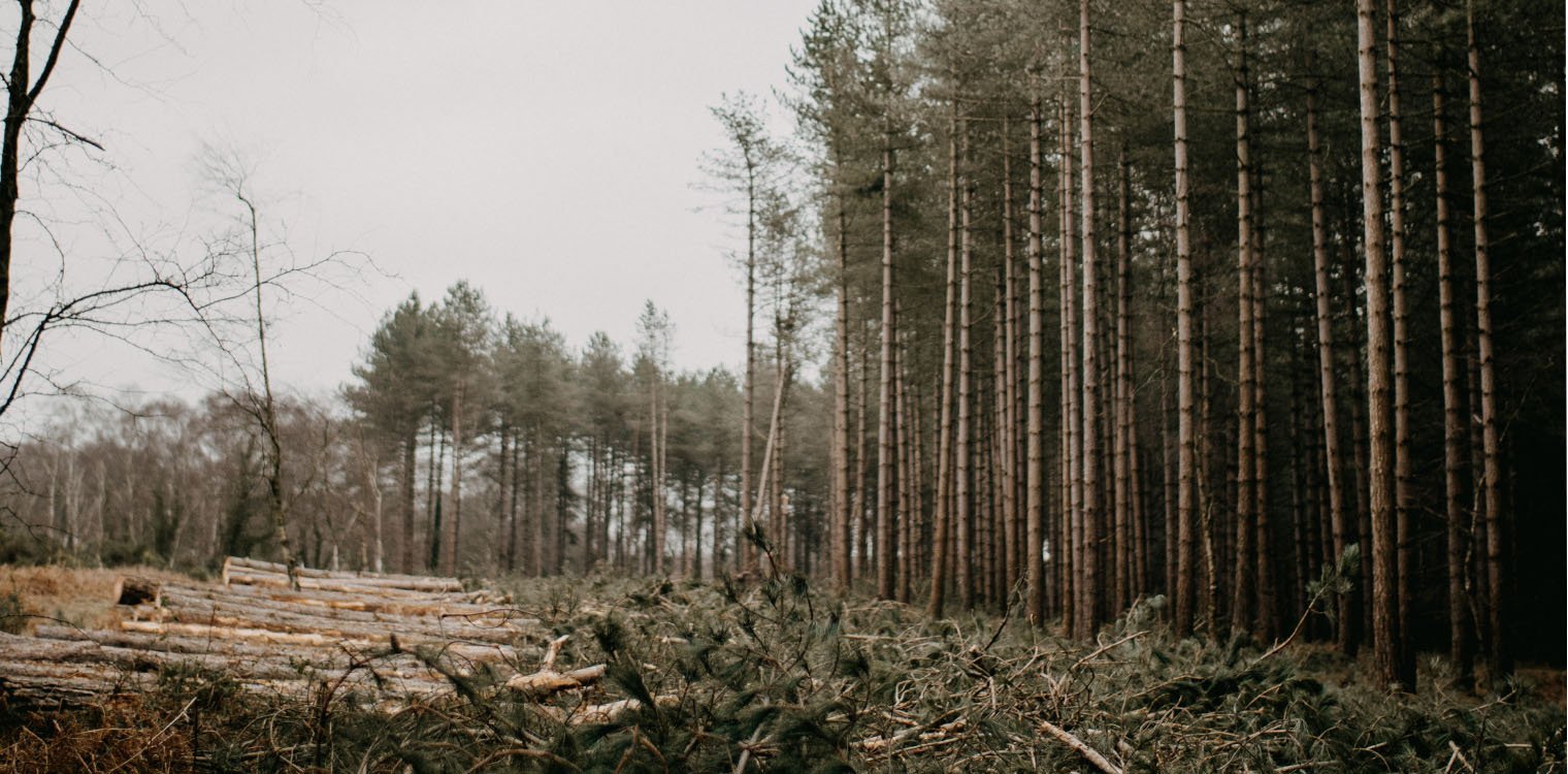Αποψίλωση των δασών: Τελευταίες διαπραγματεύσεις για να πρασινίσουν οι εισαγωγές της ΕΕ