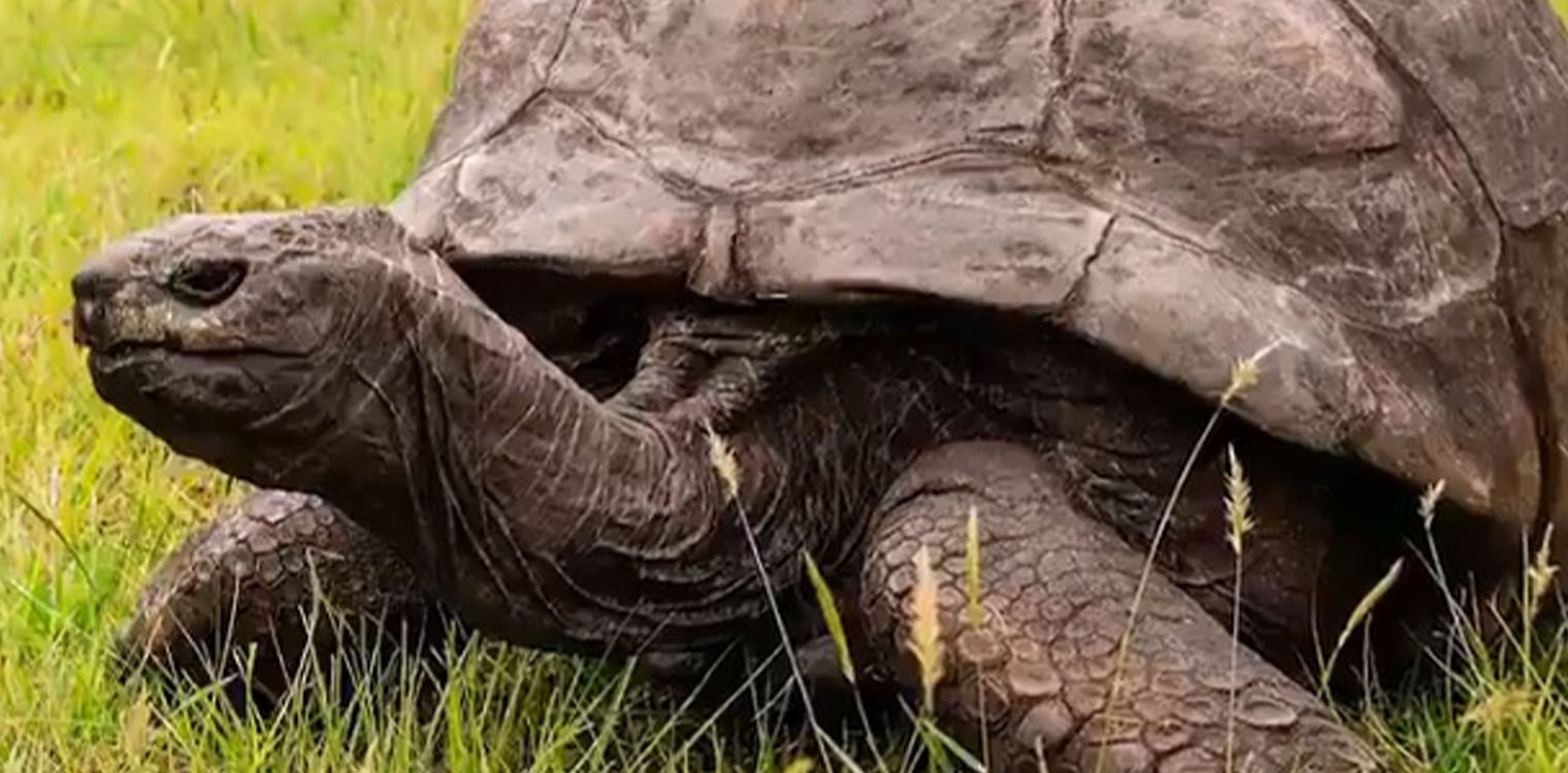 Η γηραιότερη χελώνα «κλείνει» τα... 190 και γιορτάζει τα γενέθλιά της