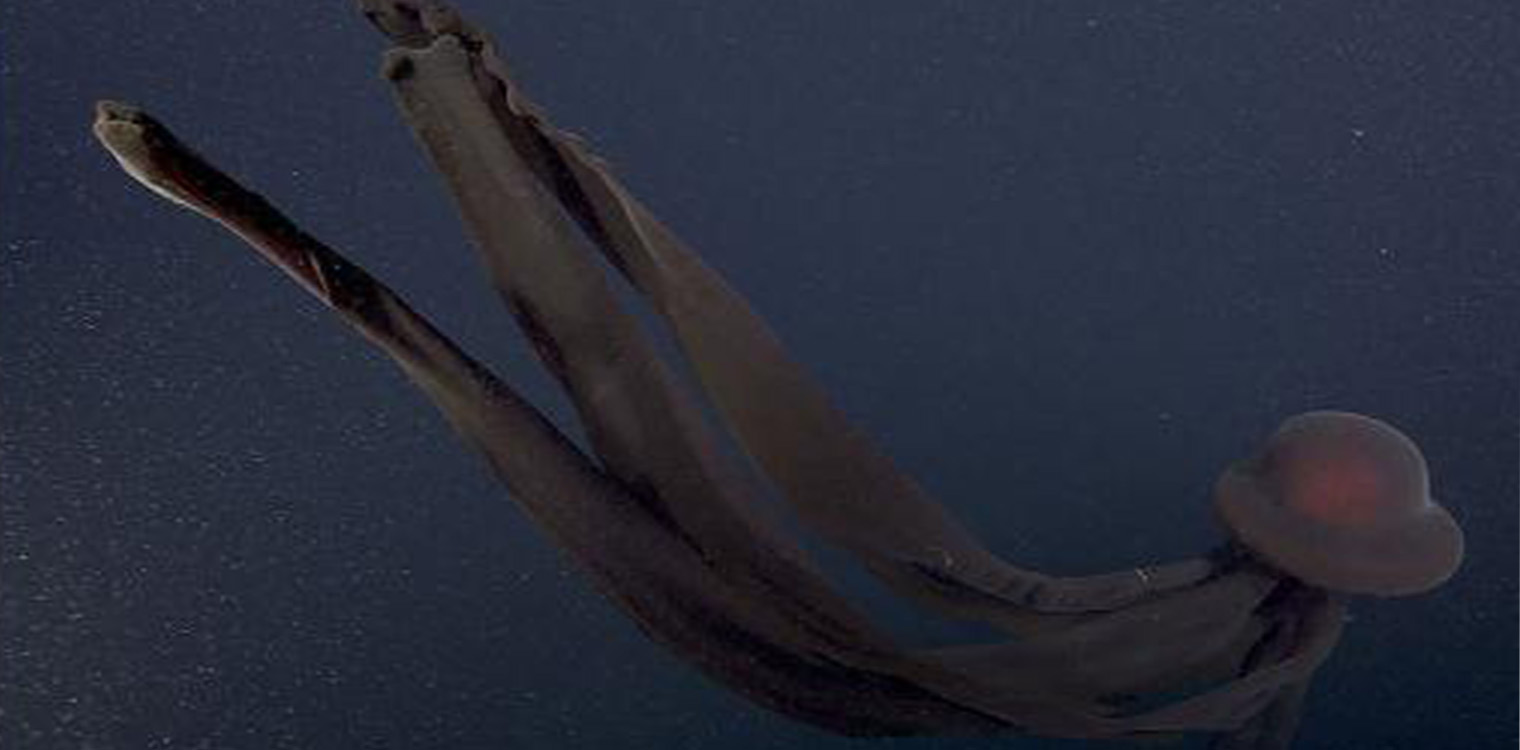 Σπάνια μέδουσα 10 μέτρων εμφανίστηκε στην Καλιφόρνια - Έχει πλοκάμια σαν κορδέλες