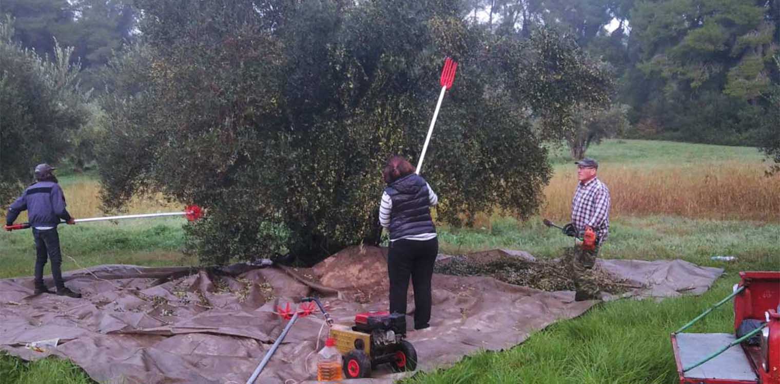 Ενίσχυση και φέτος των δημοτικών δομών από το δήμο Ανδρίτσαινας-Κρεστένων - «Χείρα βοηθείας» με φρέσκο ελαιόλαδο