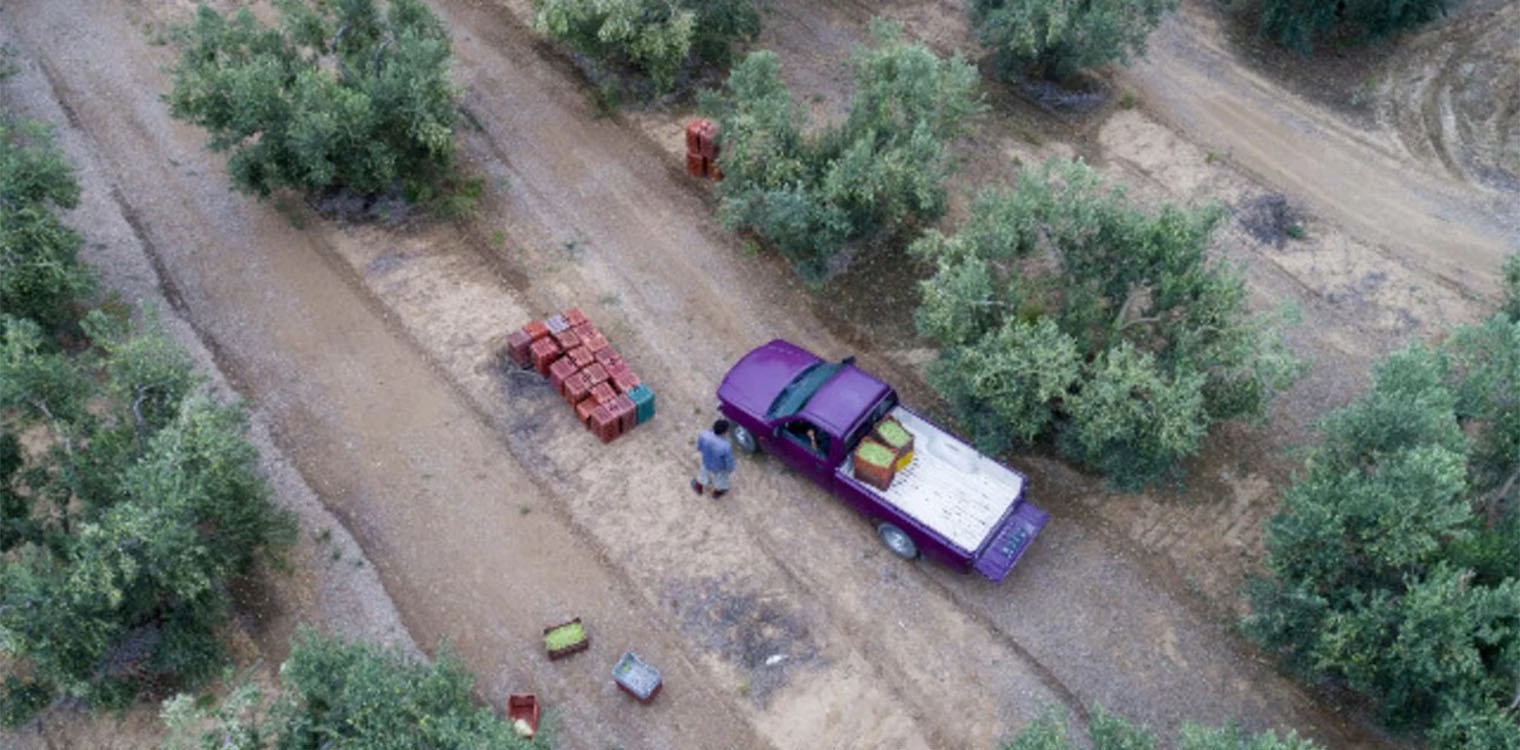Γαργαλιάνοι: Έκλεψαν πολλά τσουβάλια με ελιές στην ευρύτερη περιοχή της Τραγάνας