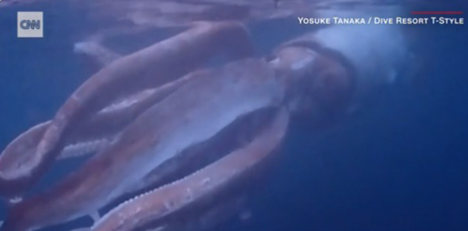 Ιάπωνες δύτες κατέγραψαν τη συνάντησή τους με γιγάντιο καλαμάρι - Δείτε τις σπάνιες εικόνες