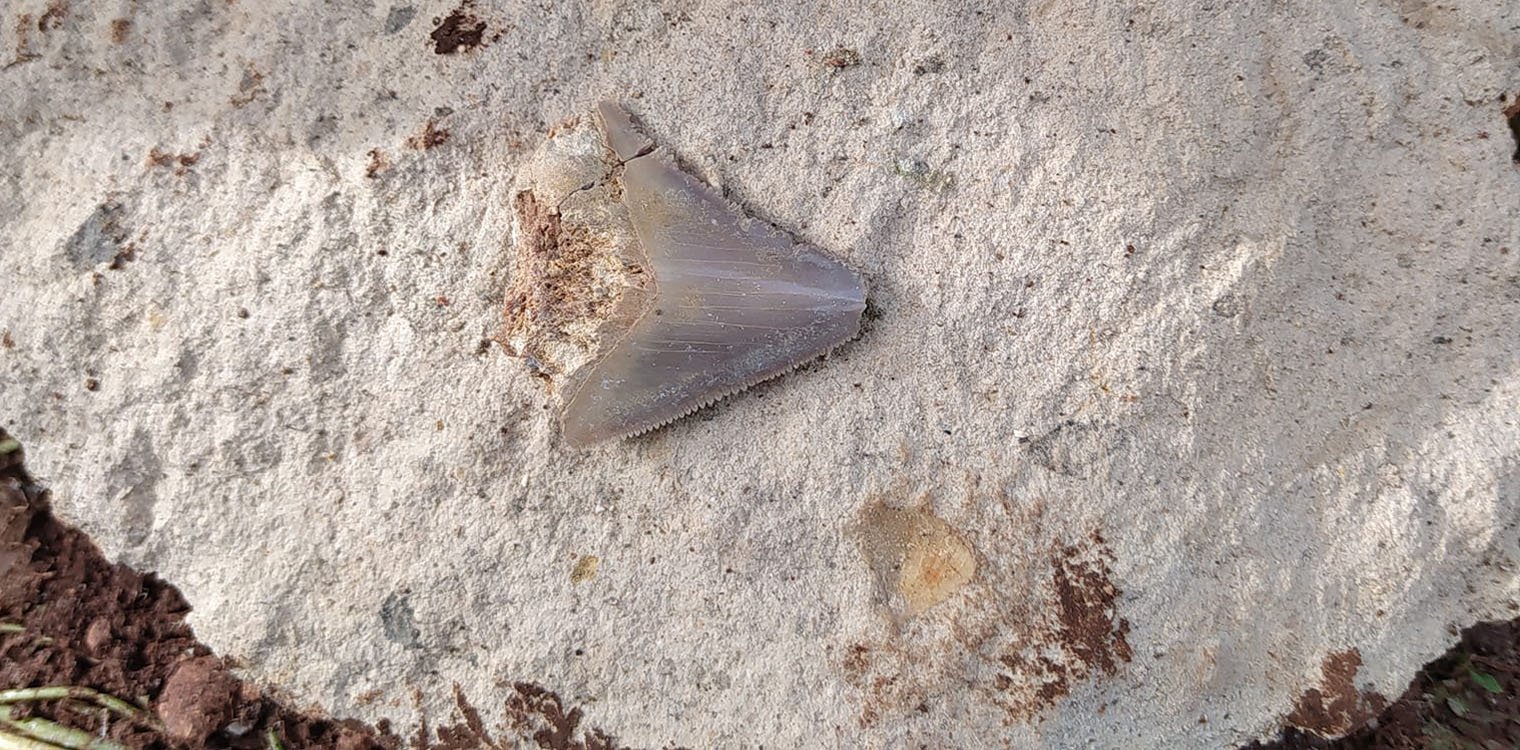 Δόντι καρχαρία έως 23.000.000 χρονών βρέθηκε στην Κεφαλονιά: Η τιμή πώλησης ξεκινάει στα 962.000€