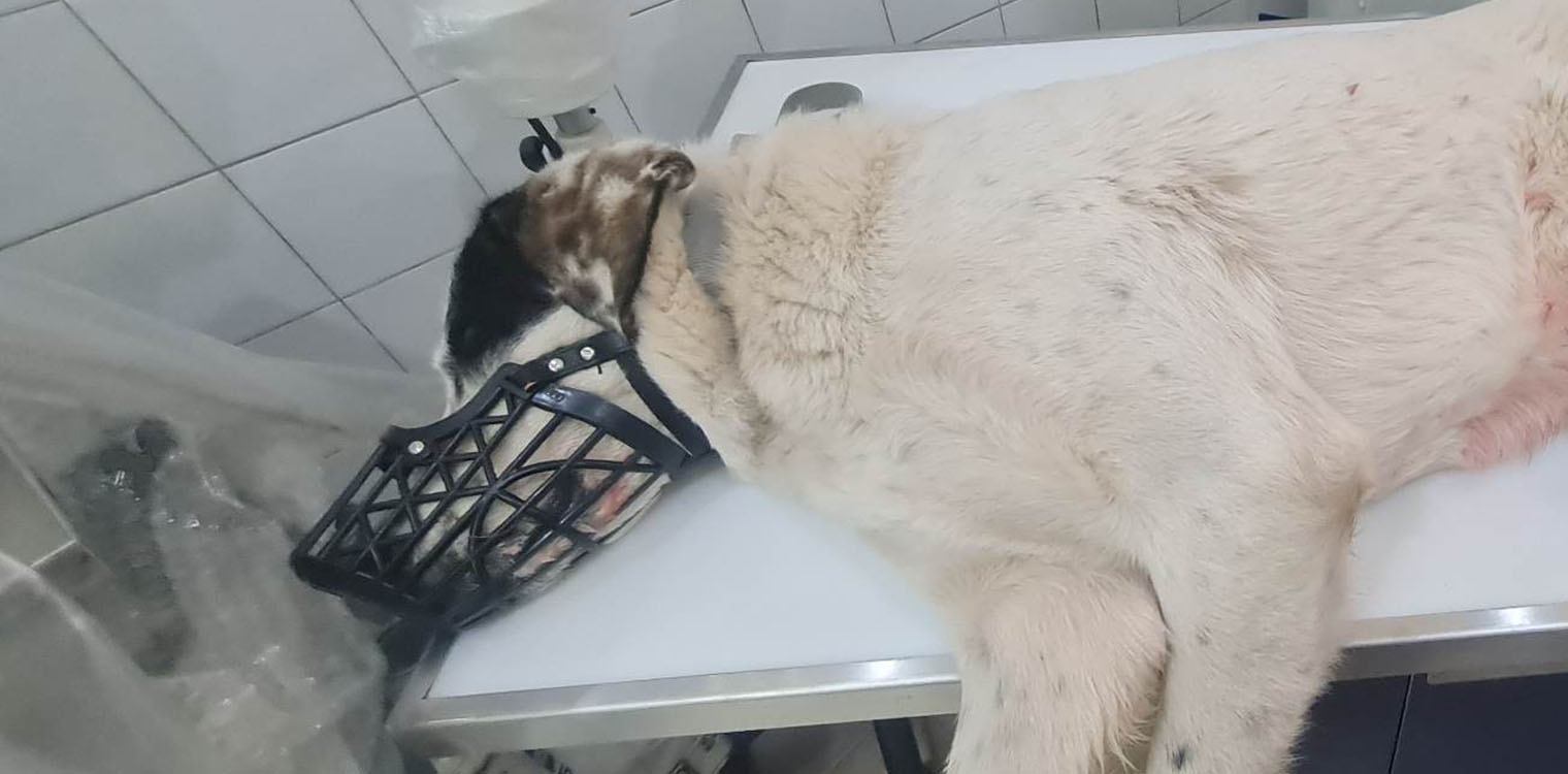 Πάτρα: Πυροβόλησε εξ΄επαφής αδέσποτο σκύλο – Σκληρές εικόνες