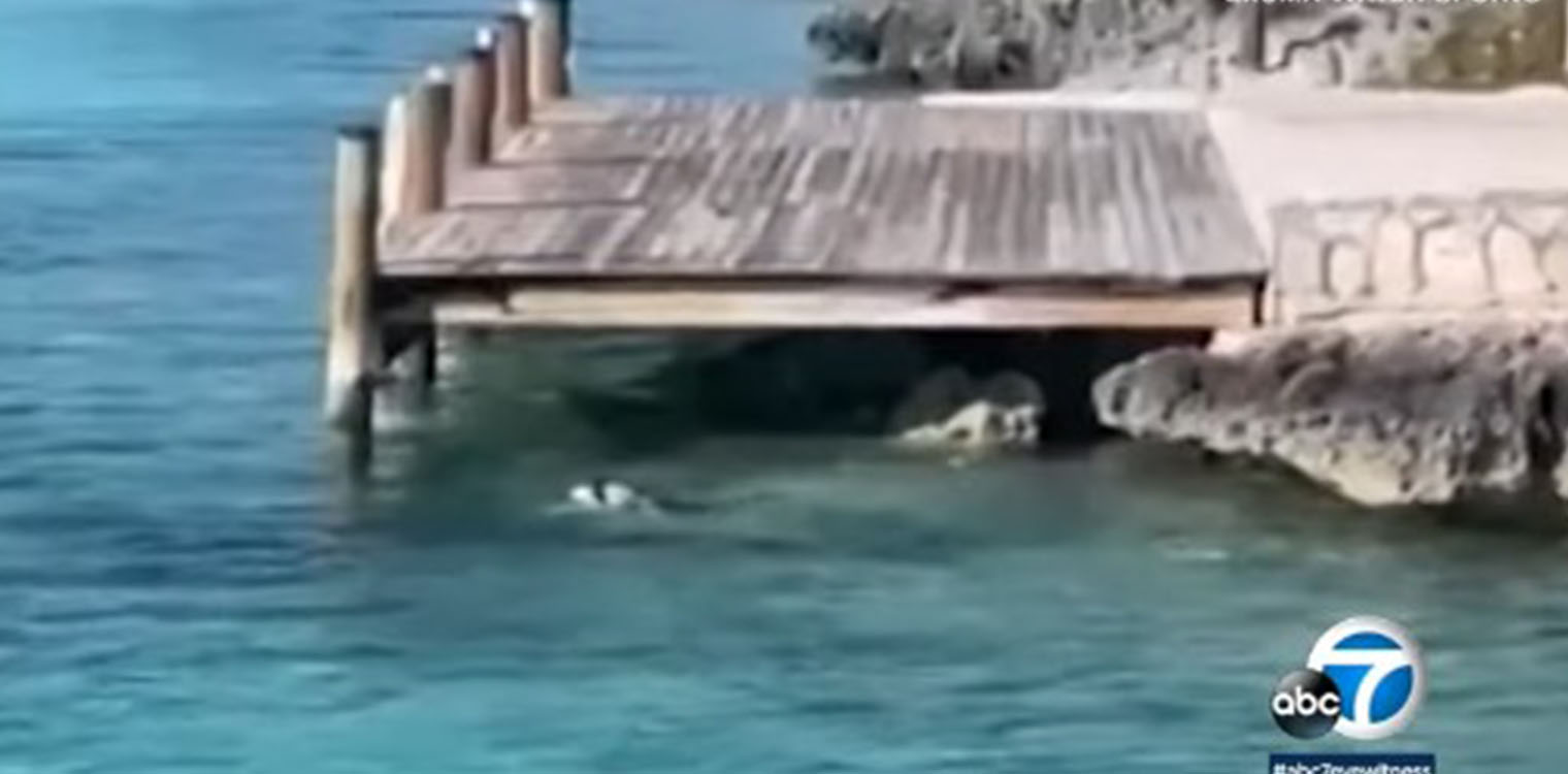 Βίντεο που έγινε viral: Παράτολμος σκύλος βουτάει στο νερό, πλησιάζει καρχαρία και βγαίνει… άθικτος!