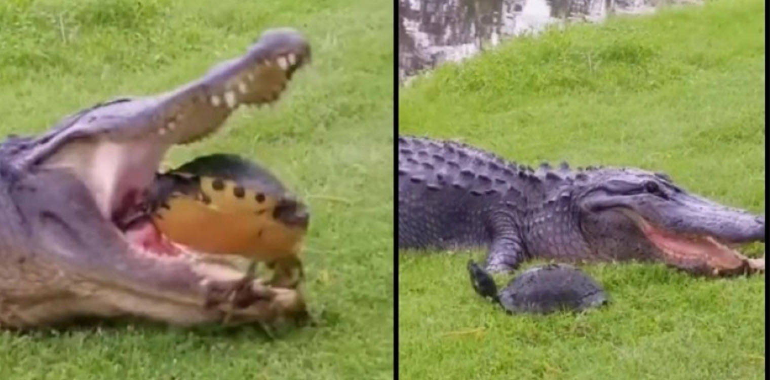 Η πιο μάχιμη χελώνα στον κόσμο: Ξέφυγε μέσα από το στόμα τεράστιου αλιγάτορα (video)