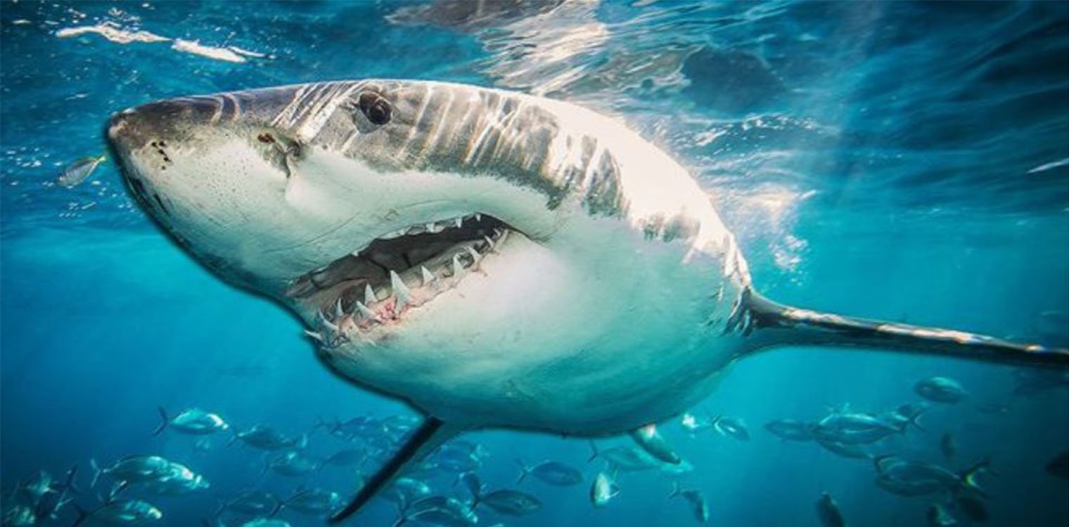 Περισσότεροι από τους μισούς καρχαρίες και τα σαλάχια στη Μεσόγειο κινδυνεύουν με εξαφάνιση