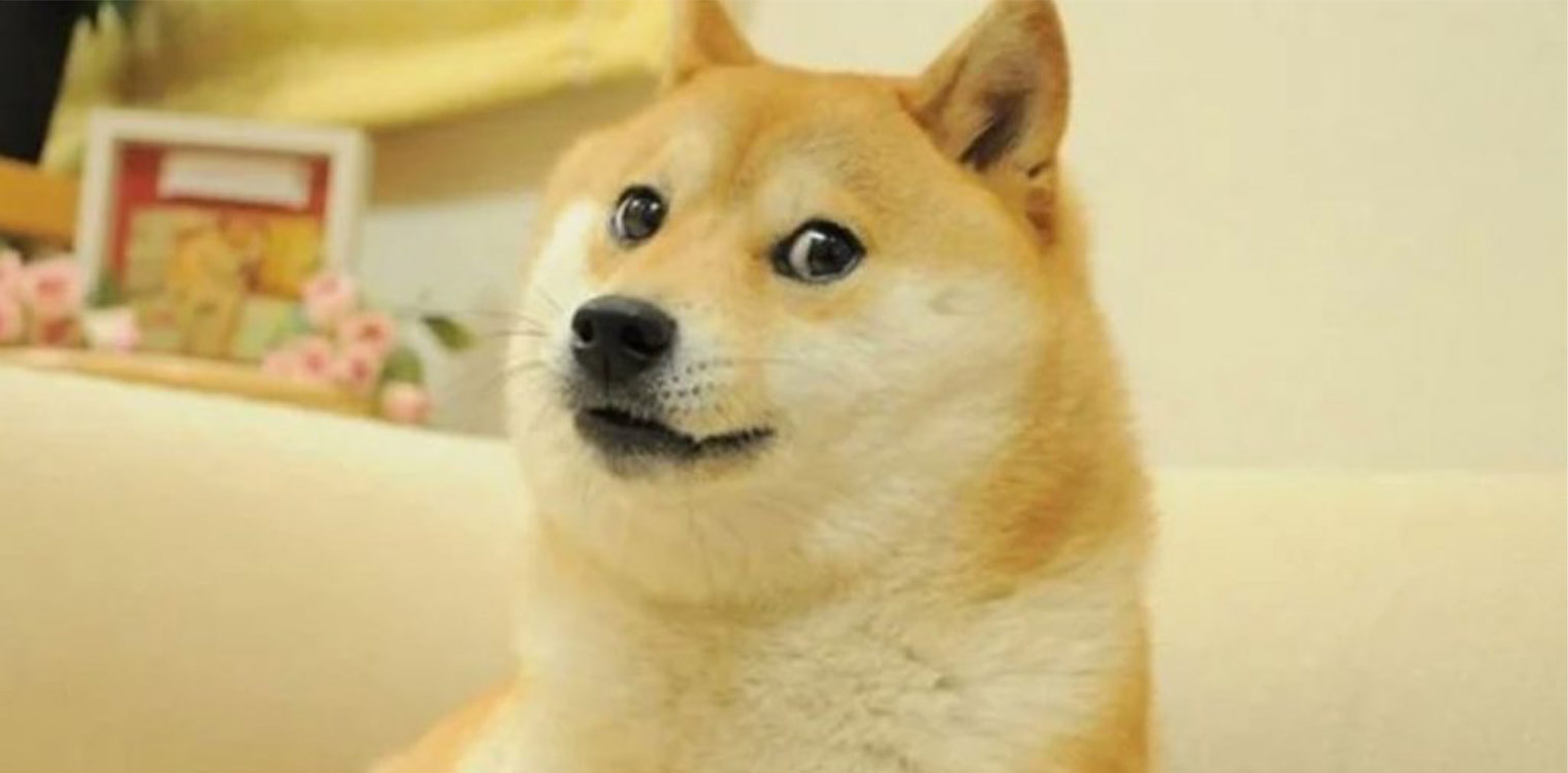 Kabosu: Ποιο είναι το σκυλί – μασκότ του Dogecoin που έγινε το νέο logo του Twitter