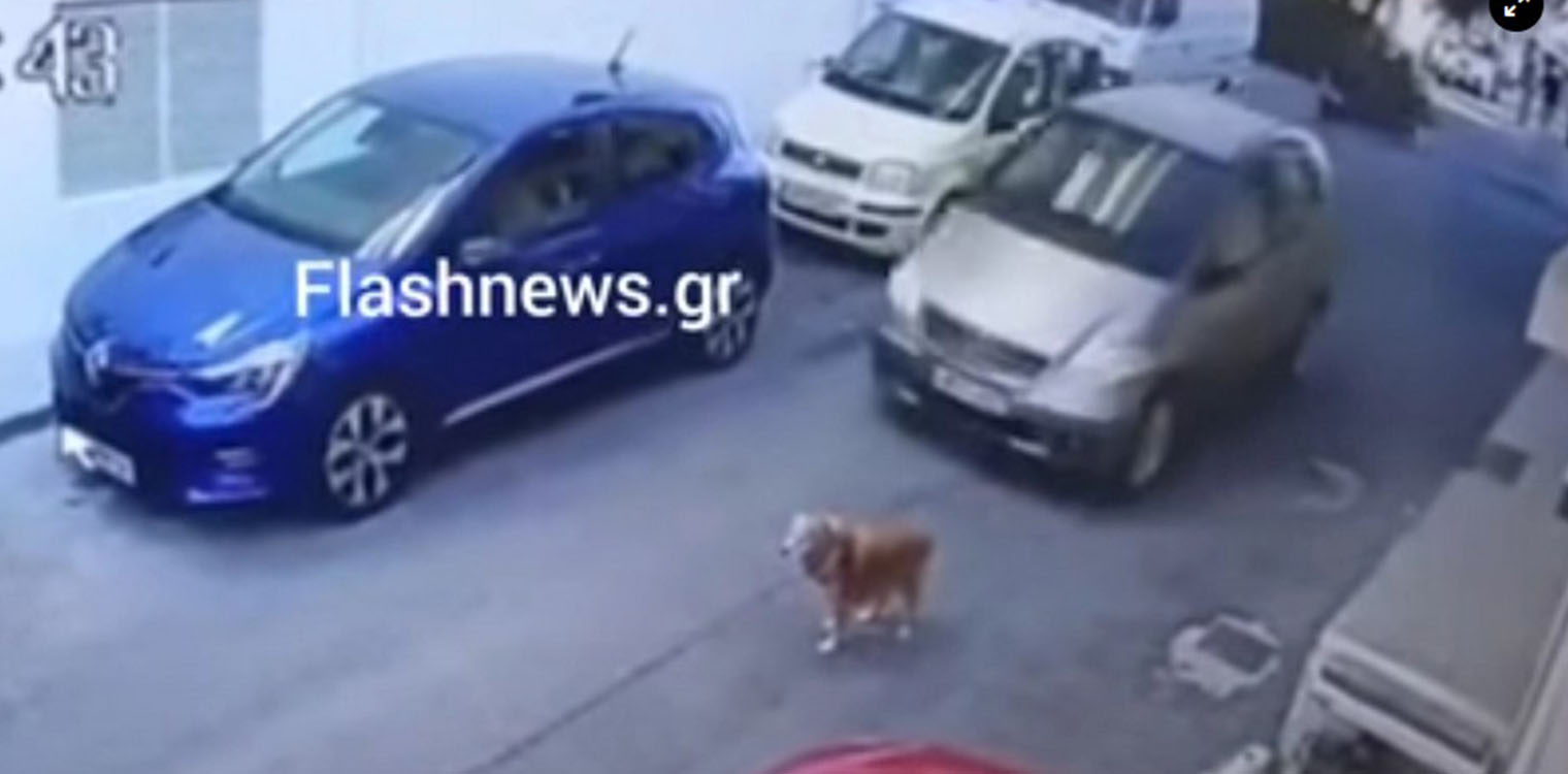Ελεύθερη με όρους η 63χρονη που χτύπησε σκύλο και τον εγκατέλειψε στην Κρήτη - Οι περιορισμοί που της επιβλήθηκαν