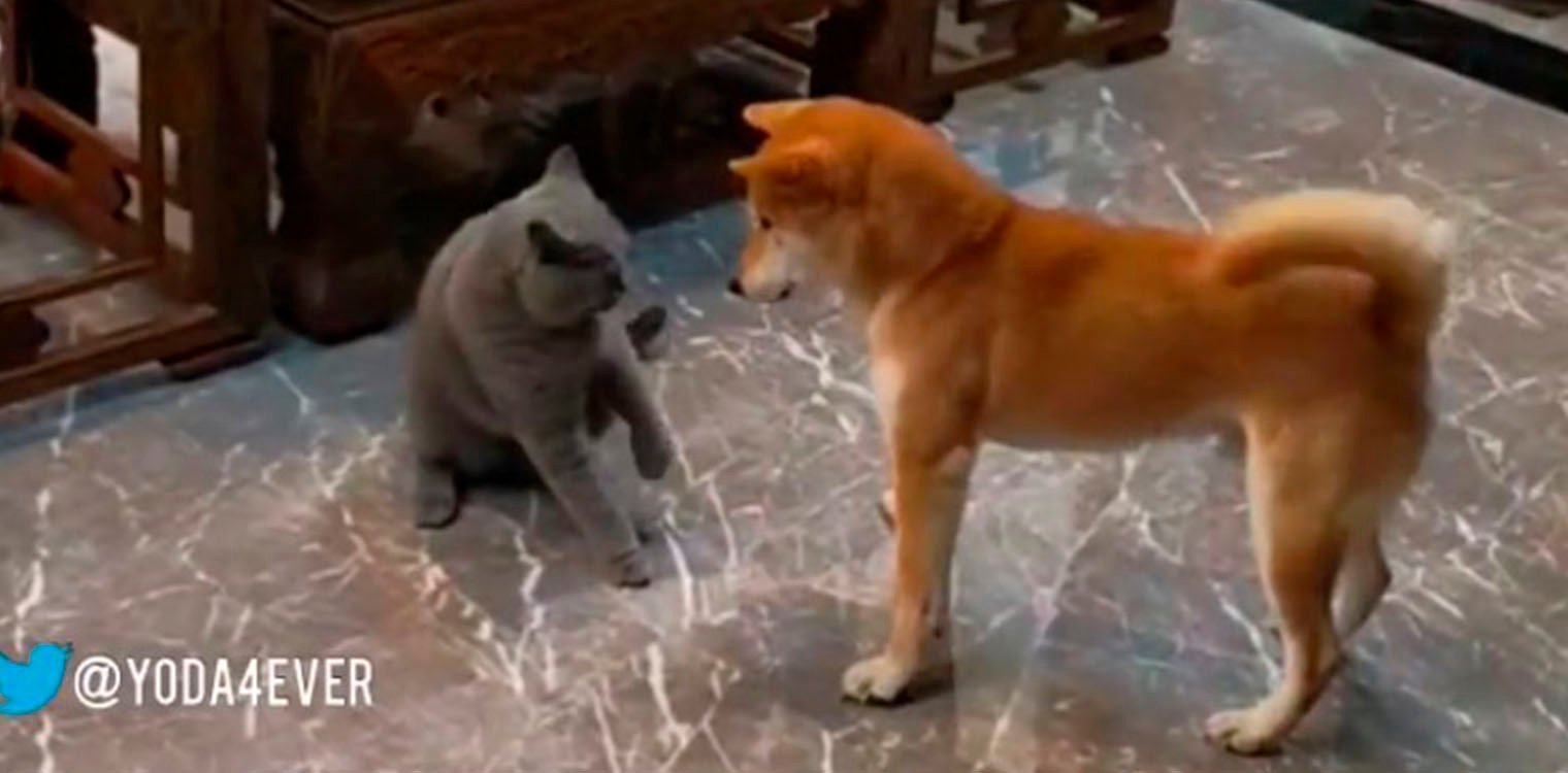 Σκύλος: Καβγαδίζει με ζόρικη γάτα και γίνεται… Καρουζέλ