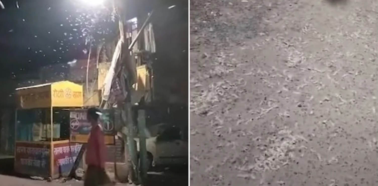 Ινδία: «Βροχή» από λευκά σκουλήκια προκάλεσε συναγερμό (video)