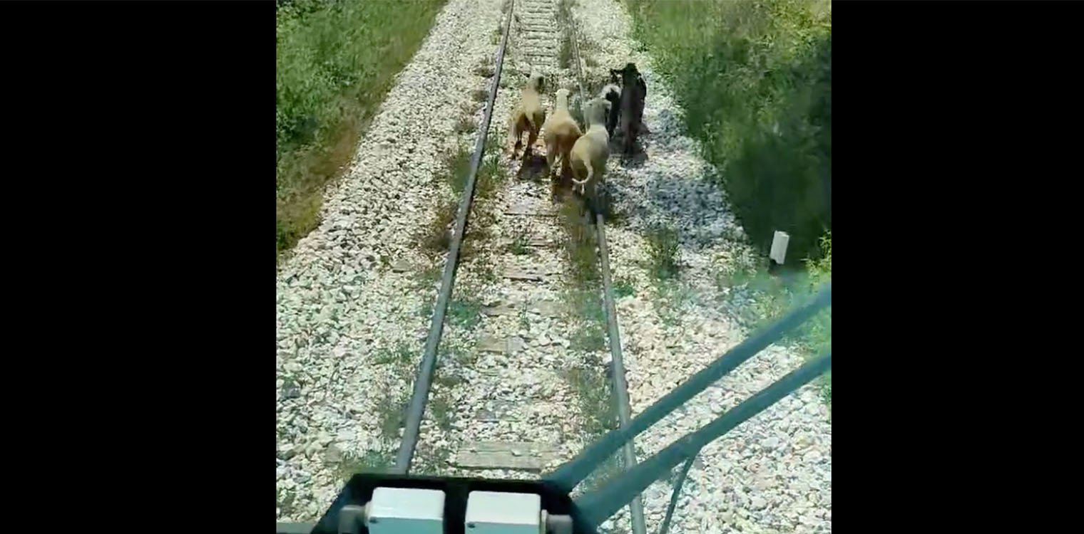 Πύργος: Viral video - Ο μηχανοδηγός σαλαγάει τα αρνιά πάνω στις γραμμές του τρένου