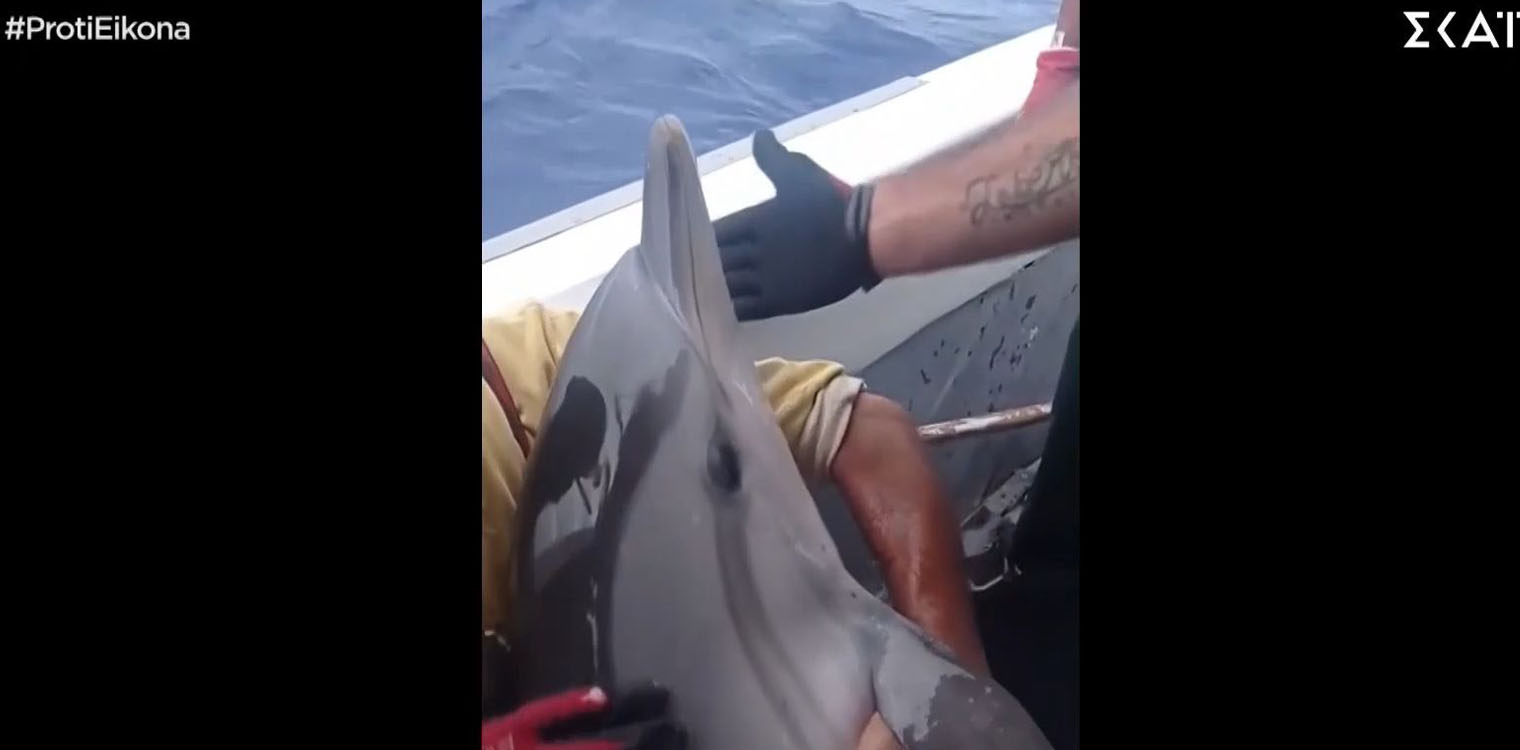 Κάλυμνος: Συγκινητική διάσωση δελφινιού - «Καθόταν σαν μωρό», λένε ο ψαράδες (video)