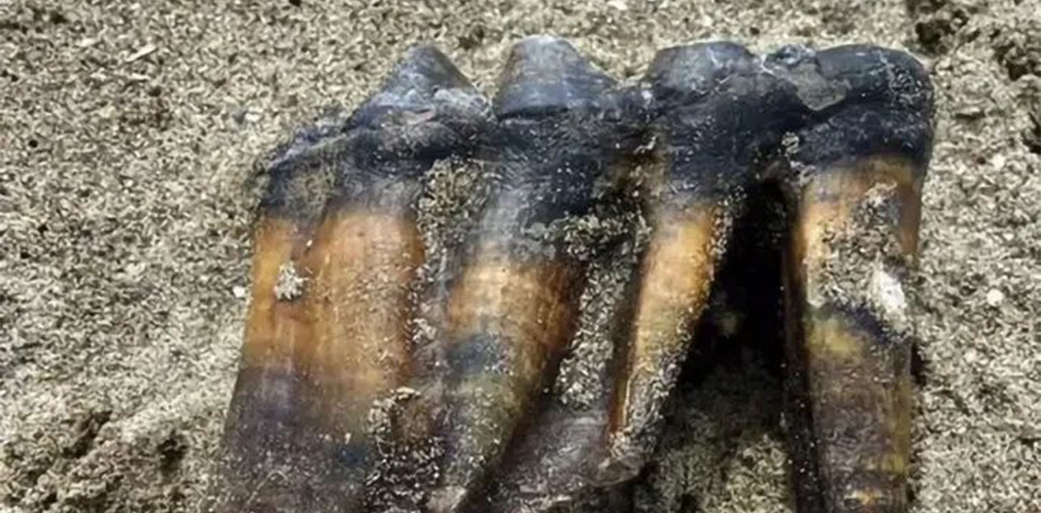 Καλιφόρνια: Γυναίκα βρήκε σε παραλία αρχαίο δόντι μαστόδοντα μήκους 30 εκατοστών