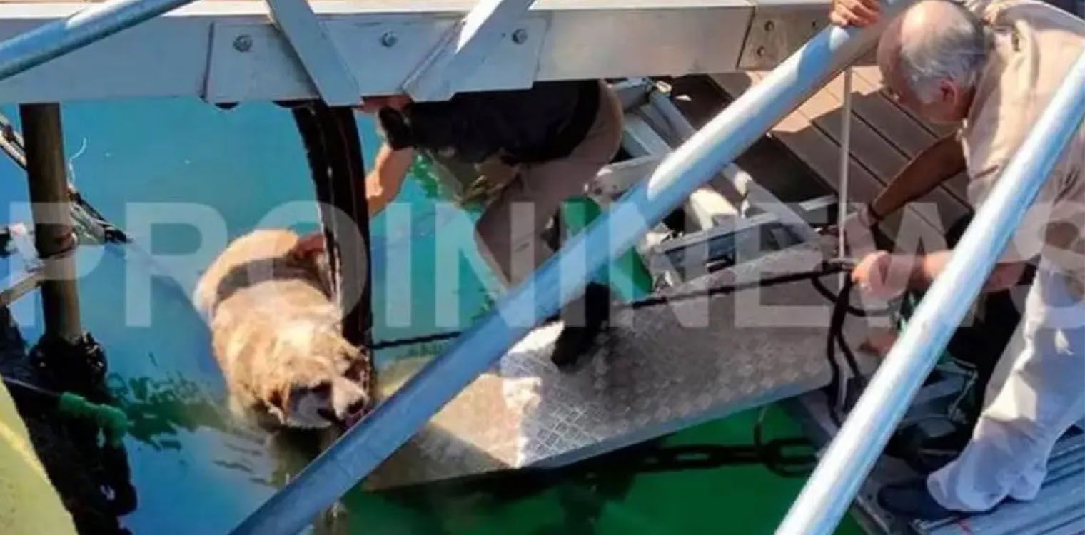 Καβάλα: Ασυνείδητος κλώτσησε και έριξε αδέσποτο σκύλο στη θάλασσα - Τον έσωσαν περαστικοί 