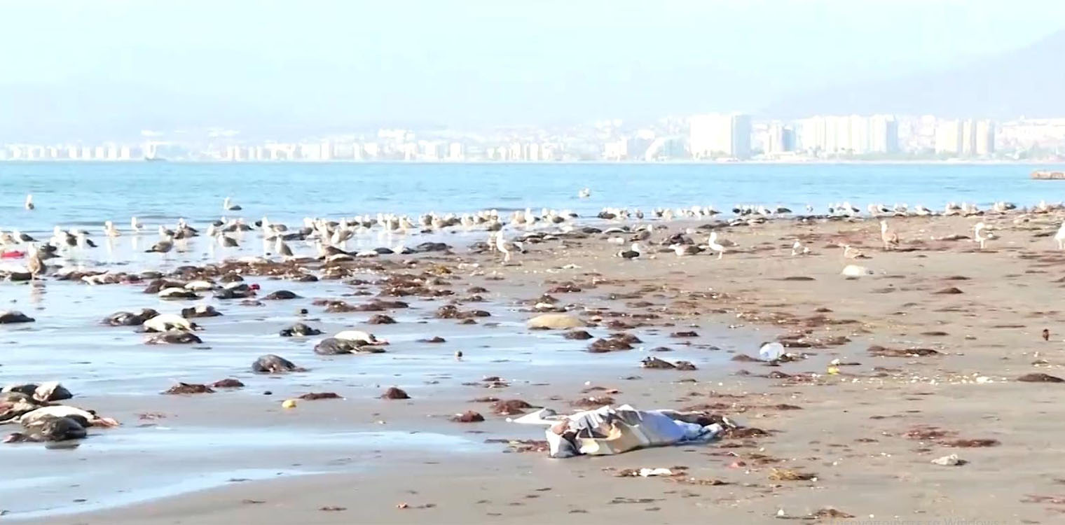 Χιλή: Χιλιάδες νεκρά πτηνά στις βόρειες ακτές της χώρας - «Συμβαίνει κάτι στη θάλασσα», λένε οι Αρχές