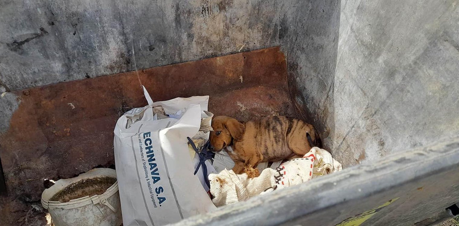 Ζαχάρω: Νέο περιστατικό κακοποίησης σκύλου - Πέταξαν κουτάβι μέσα σε κάδο