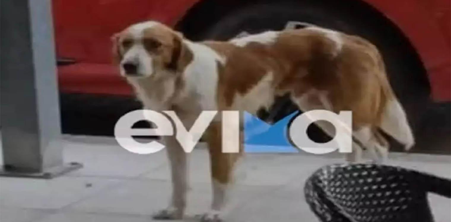 Κτηνωδία στην Εύβοια: Πυροβόλησαν τον αδέσποτο σκύλο «μασκότ» της Κύμης - Δεν μπόρεσαν να βγάλουν τη σφαίρα